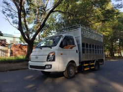 Xe chở lợn Hyundai H150 thùng chở gia súc