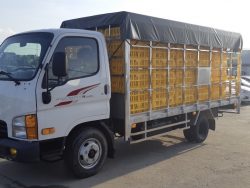 Xe chở gia cầm Hyundai N250SL thùng chở gà vịt